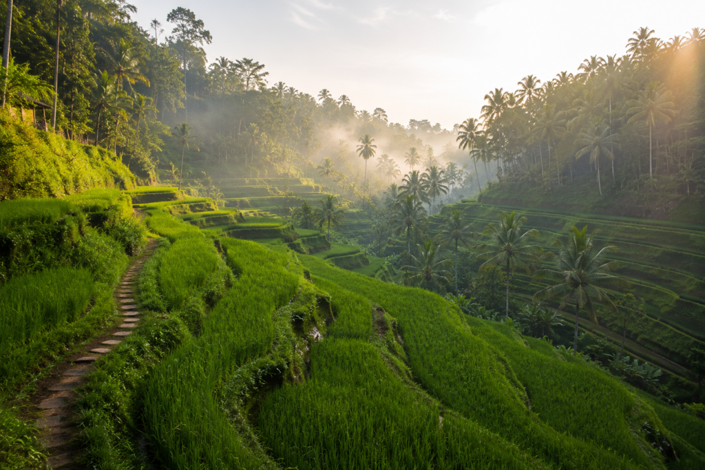 Bali rice terraces and tropical palm trees