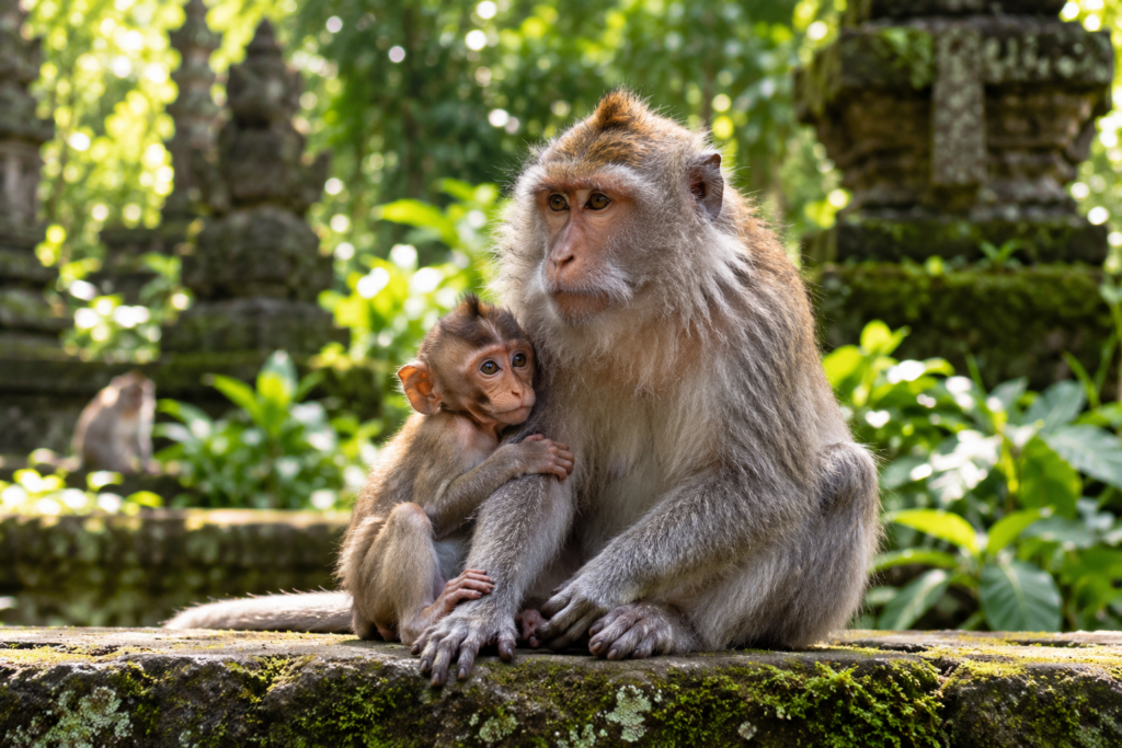 Ubud monkey forest